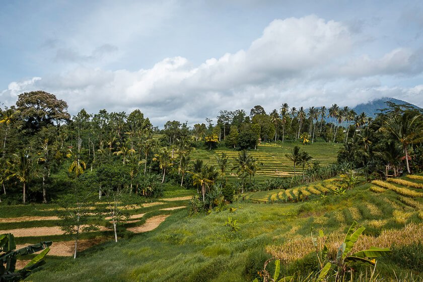 Munduk Rice Terraces.